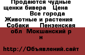 Продаются чудные щенки бивера › Цена ­ 25 000 - Все города Животные и растения » Собаки   . Пензенская обл.,Мокшанский р-н